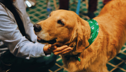 emotional support dog qualifications